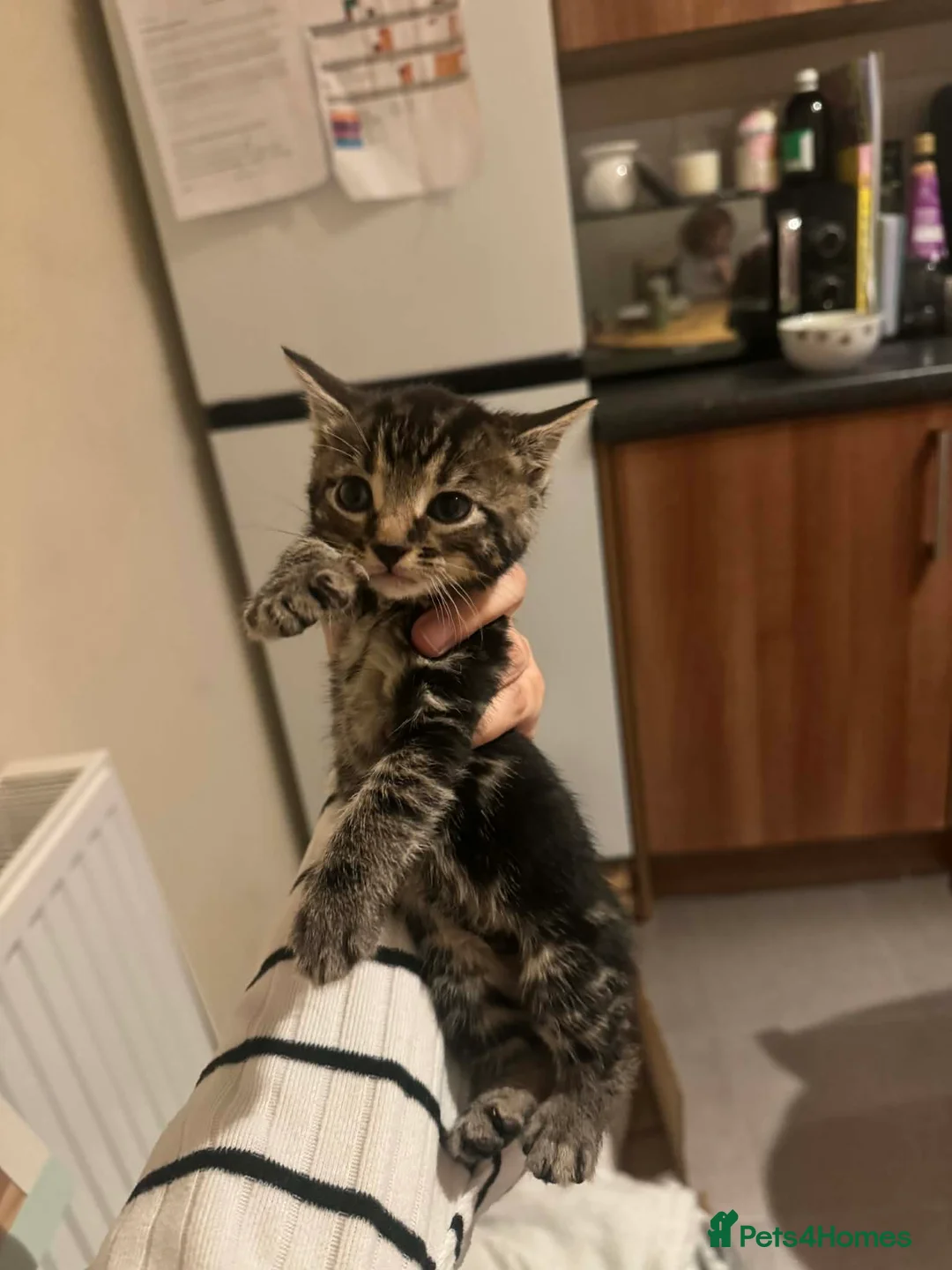 Mixed Breed cats for sale: Beautiful tabby boy  - Advert 2