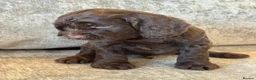 Cockapoo dogs for sale: BEAUTIUFL MIXED LITTER OF F1 COCKERPOOS - Advert 15