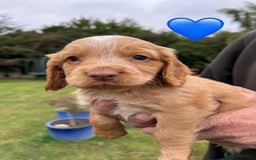 Cocker Spaniel dogs for sale: GORGEOUS WORKING COCKER PUPS - Image 10