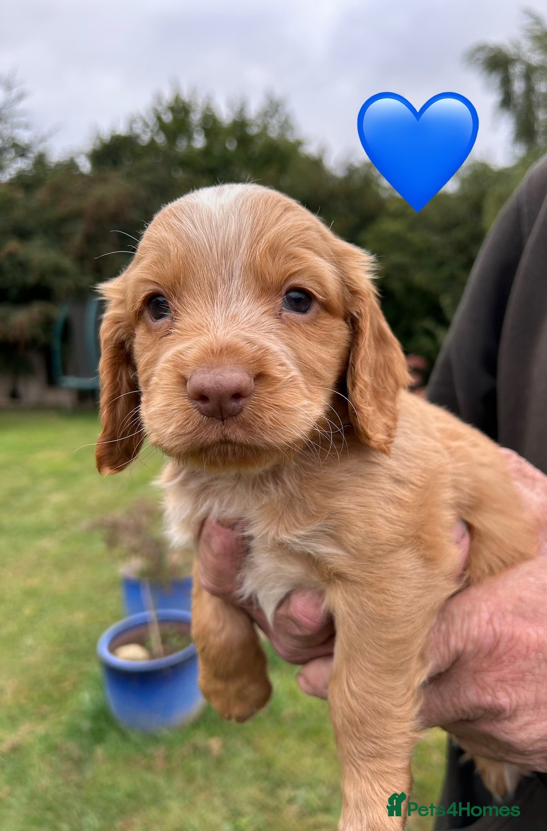 Cocker Spaniel dogs for sale: GORGEOUS WORKING COCKER PUPS - Image 10