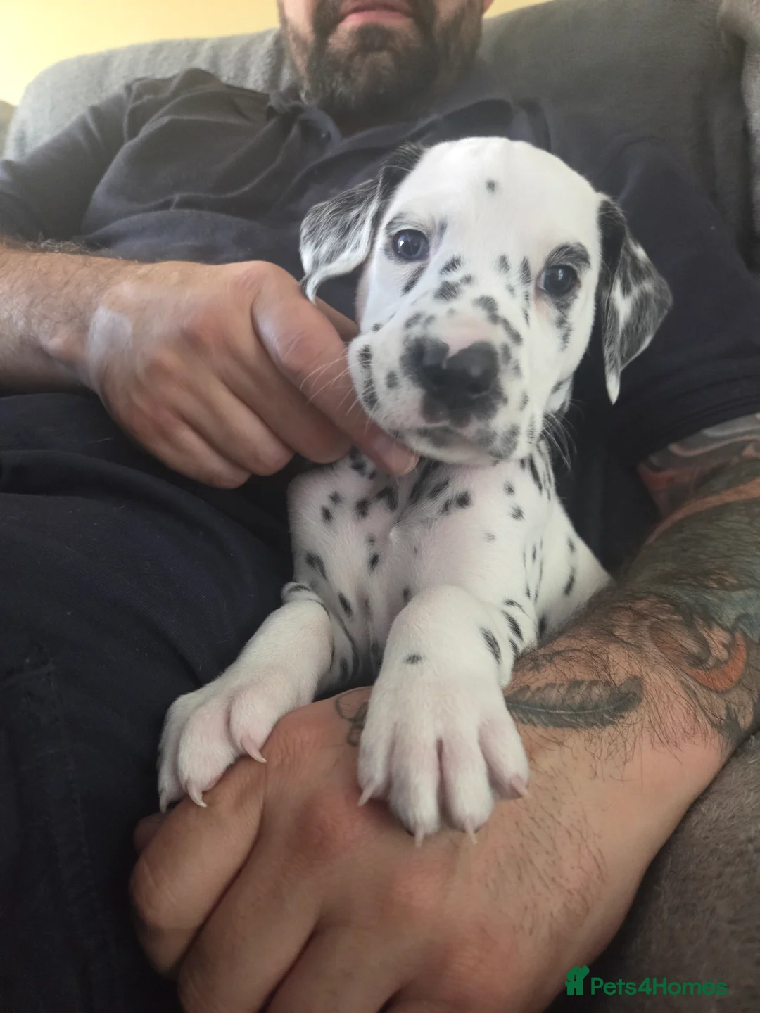 Dalmatian dogs for sale: 6 available friendly intelligent pups 😍 10.5.26 - Advert 18