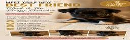 French Bulldog dogs for sale: Fluffy French bulldogs  - Advert 6