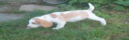 Beagle dogs for sale: READY NOW ROYAL KENNEL CLUB REG BEAGLE PUPPIES - Advert 5