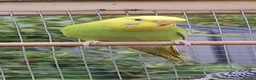 Budgerigars birds for sale: Baby budgies, easily tamed. Mixed colours - Advert 3
