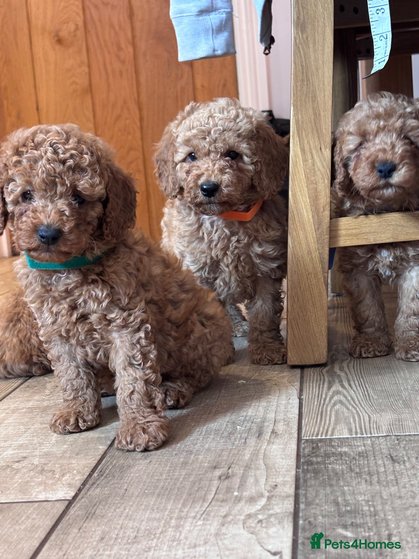 Miniature Poodle dogs for sale: Gorgeous Miniature Poodles - Advert 1