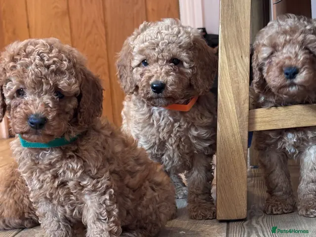 Miniature Poodle dogs for sale: Gorgeous Miniature Poodles - Advert 1