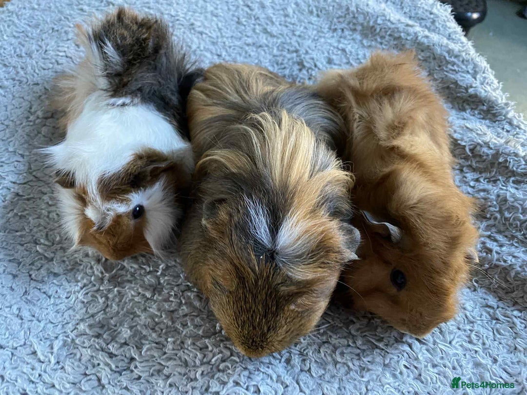 Guinea Pig rodents for sale: Adult and baby guinea pigs - Image 5