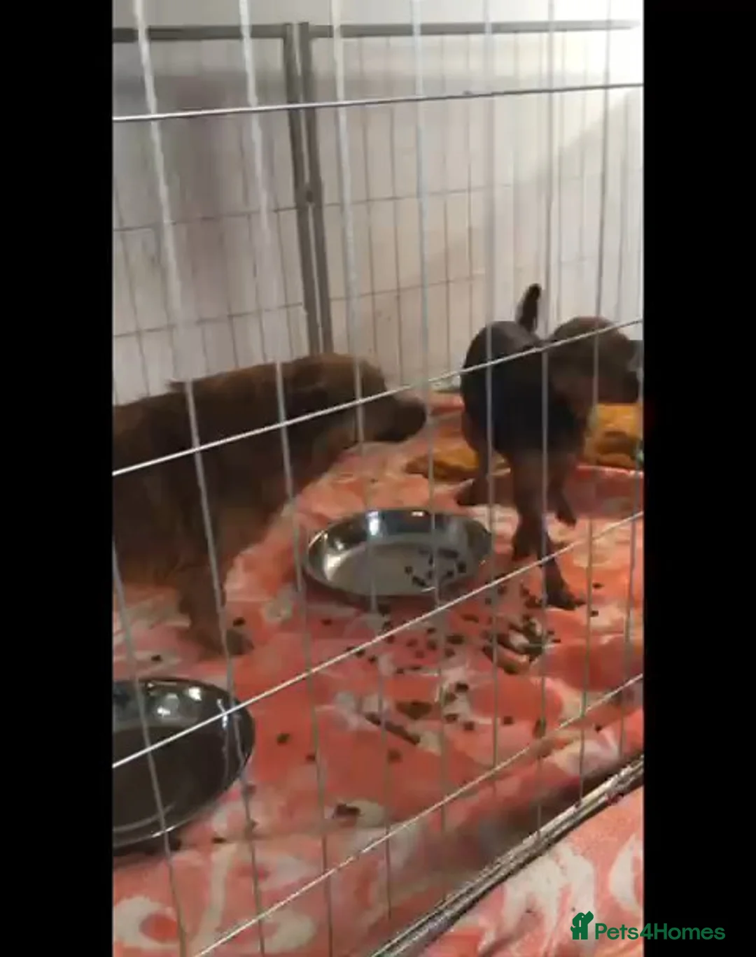 Mixed Breed dogs for adoption: Canela, 5-6 yrs old. Available for adoption. - Advert 5