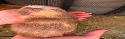 Guinea Pig rodents for sale: Ready to leave now 3 boars left - Advert 7