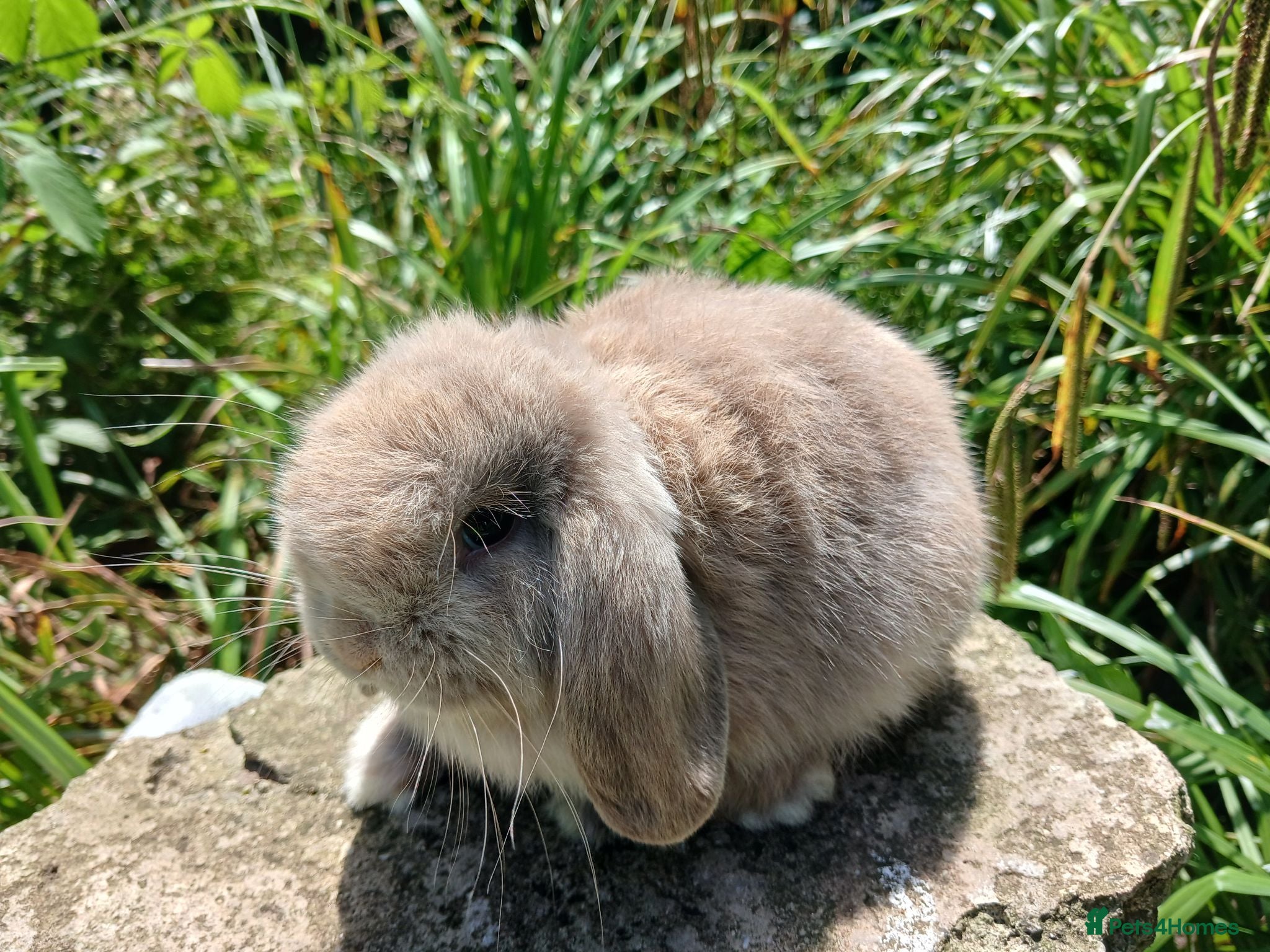 Mini Lop rabbits Stunning pure bred mini lops - Advert 5