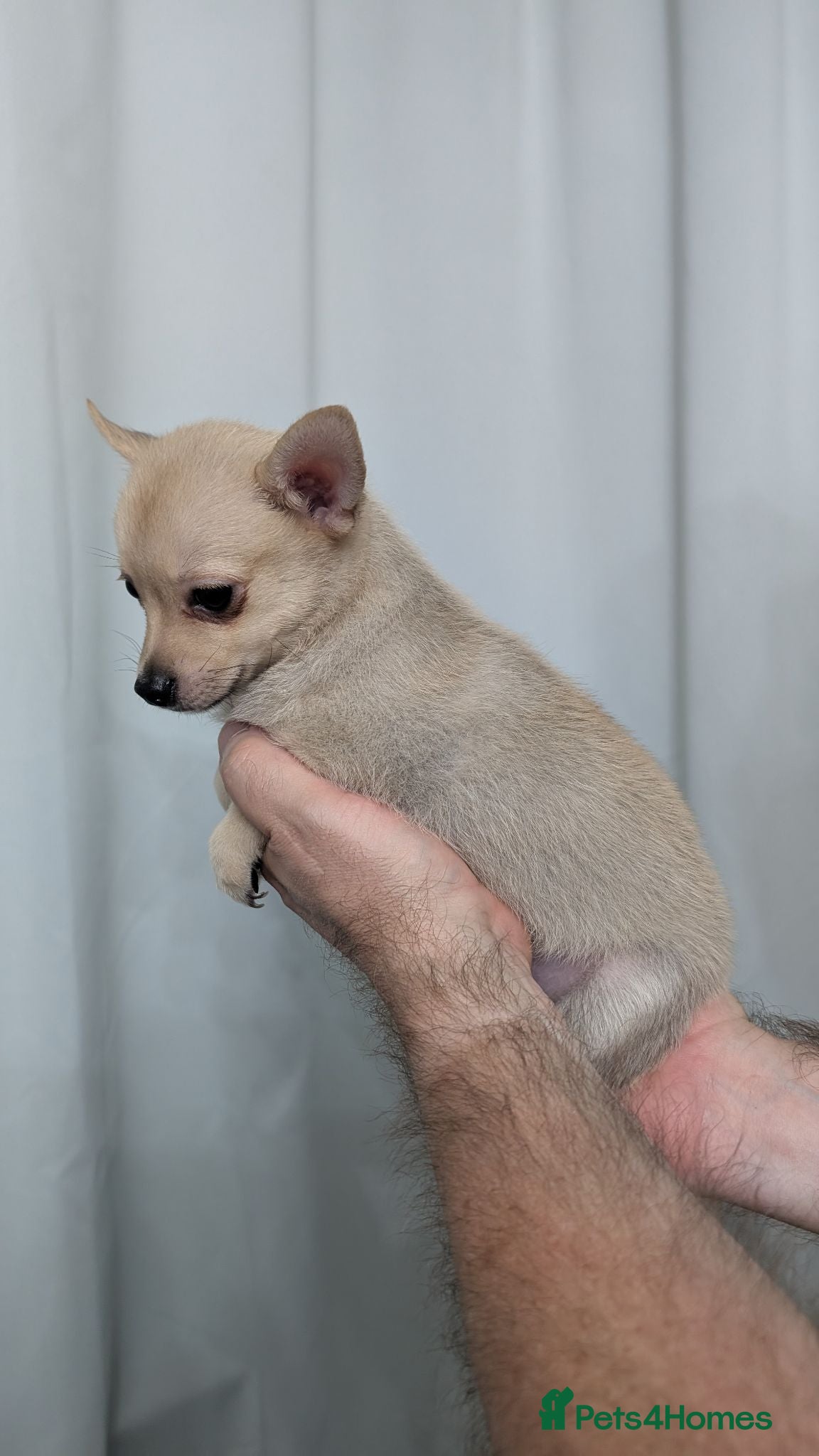 Mixed Breed dogs Pomchi puppys - Advert 17