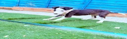 Mixed Breed dogs for sale: Collie bull greyhound  - Advert 3
