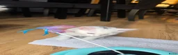 Turkish Angora cats for sale: 2 Turkish Angora Kitten - Advert 4