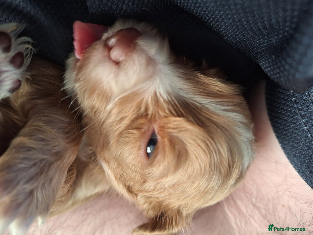 Cocker Spaniel dogs for sale: Stunning cocker spaniels for sale - Image 5