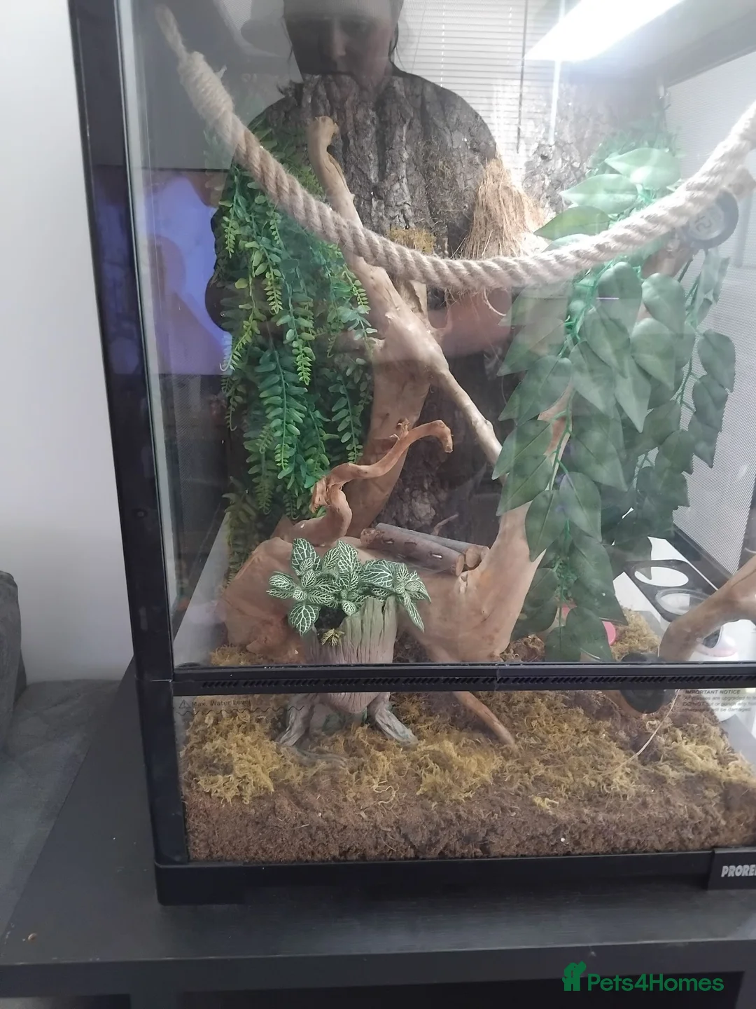 Gecko reptiles for sale: Male Crested Gecko - Advert 4