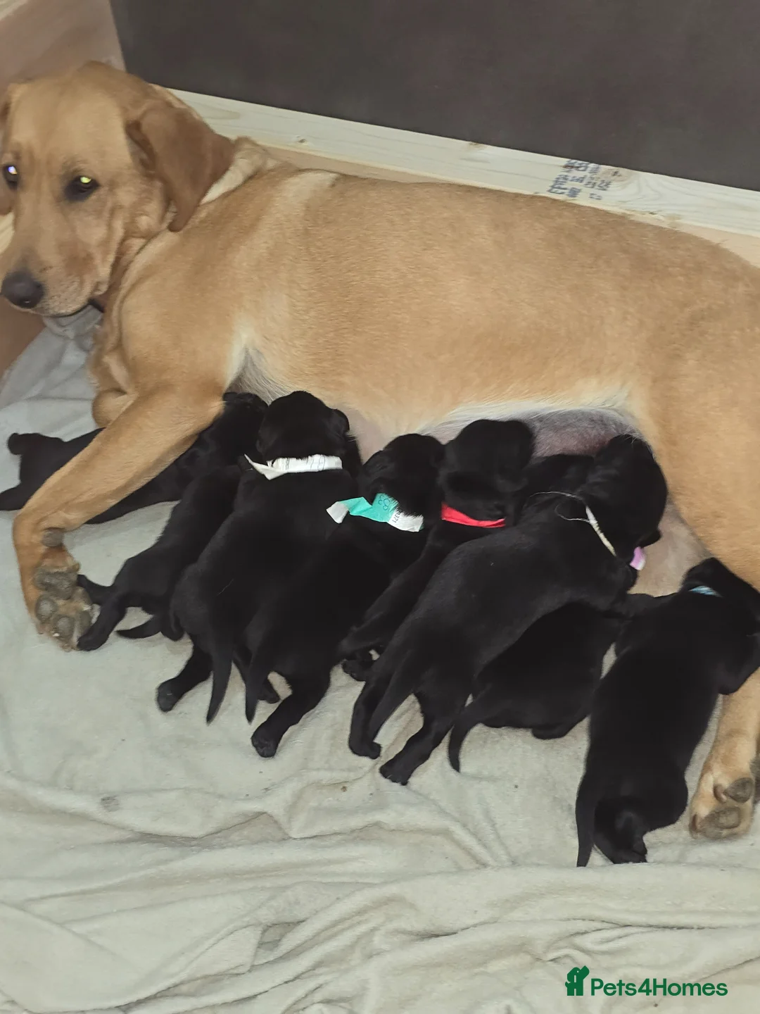 Labrador Retriever dogs for sale: 8 beautiful black labrador puppies - Advert 14