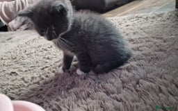Mixed Breed cats for sale:  Kittens for Sale  - Advert 10