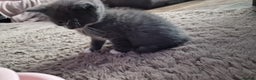 Mixed Breed cats for sale:  Kittens for Sale  - Advert 2