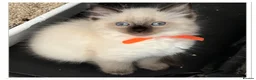 Ragdoll cats for sale: 6 cute pure breed Ragdoll kittens 2 boys 4 girls  - Advert 34