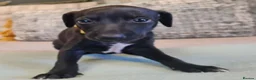 Italian Greyhound dogs for sale: 4 italian greyhound puppies  - Advert 6