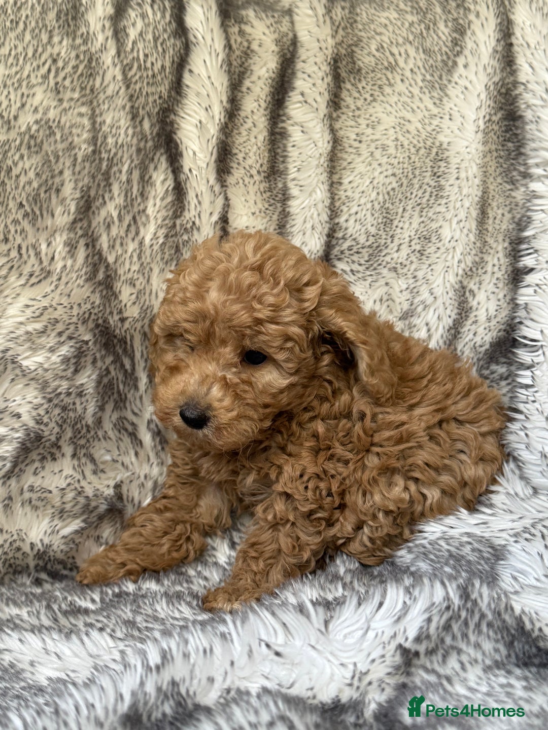 Cockapoo dogs for sale: ⭐️Cockapoo puppies F1b⭐️ - Image 7