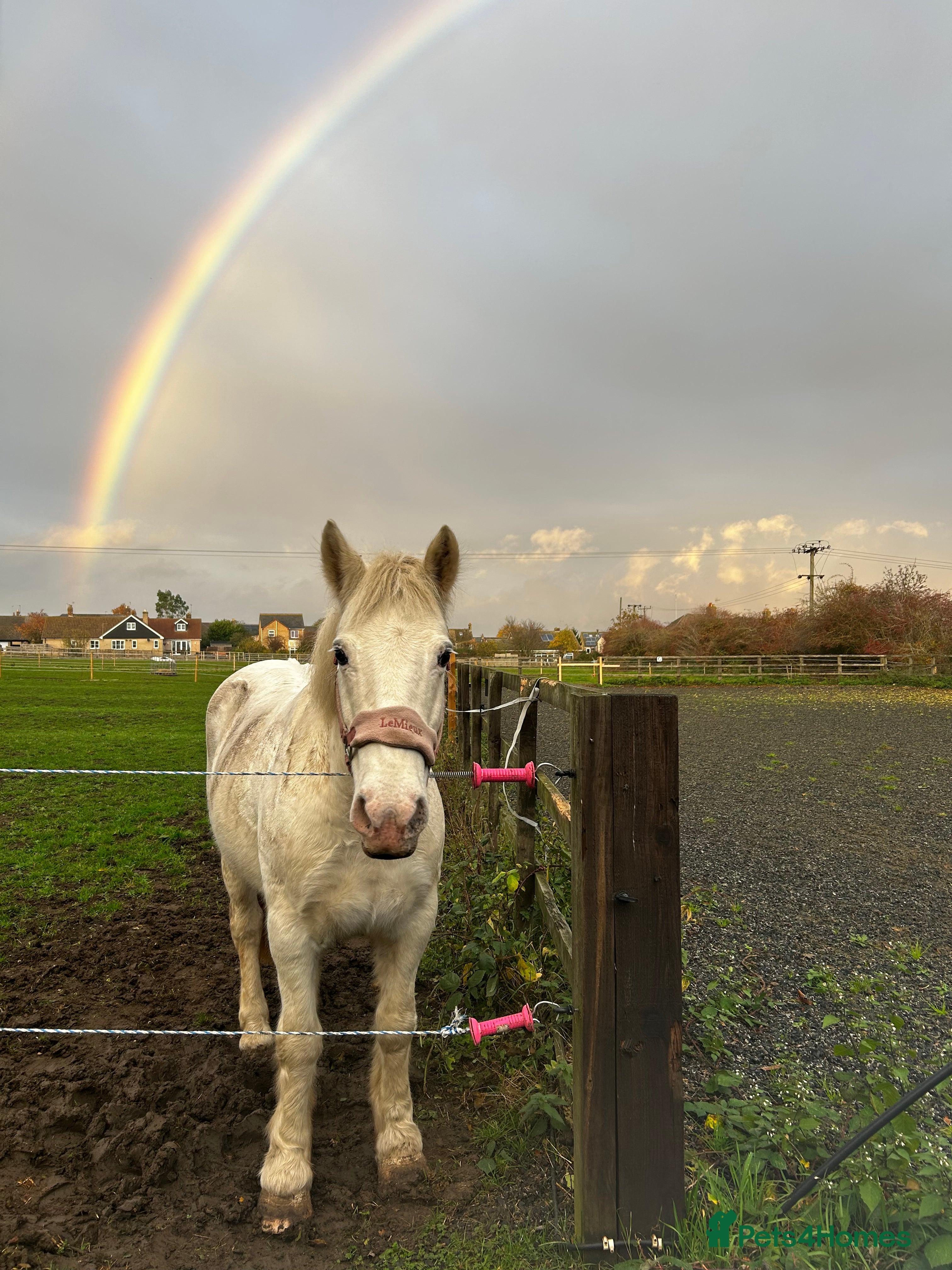 Irish Cob horses 14.1hh riding mare - Advert 5
