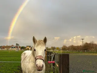 Irish Cob horses 14.1hh riding mare - Advert 5