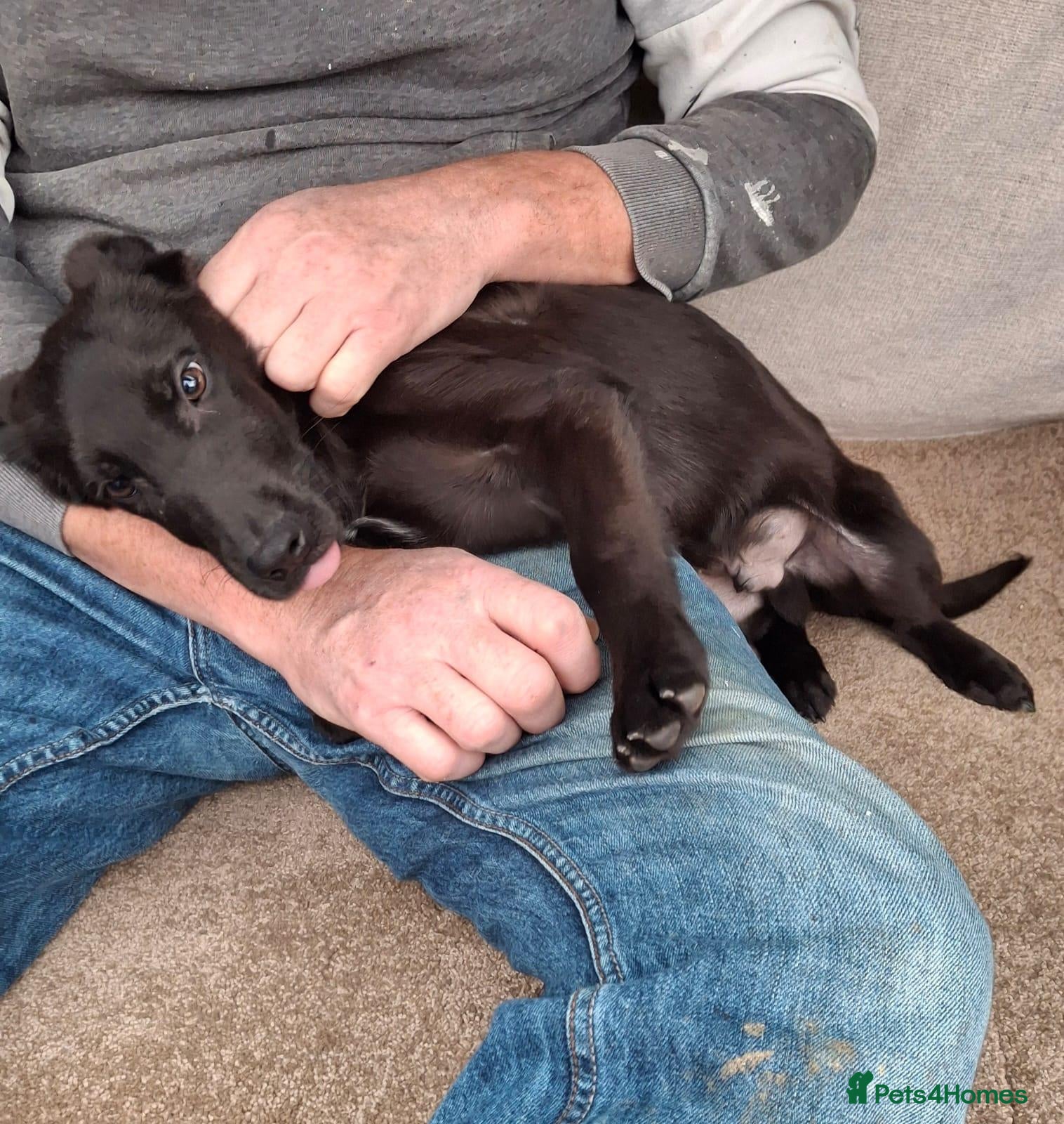 Mixed Breed dogs for sale: Flatcoat retriever x border collie - Advert 2
