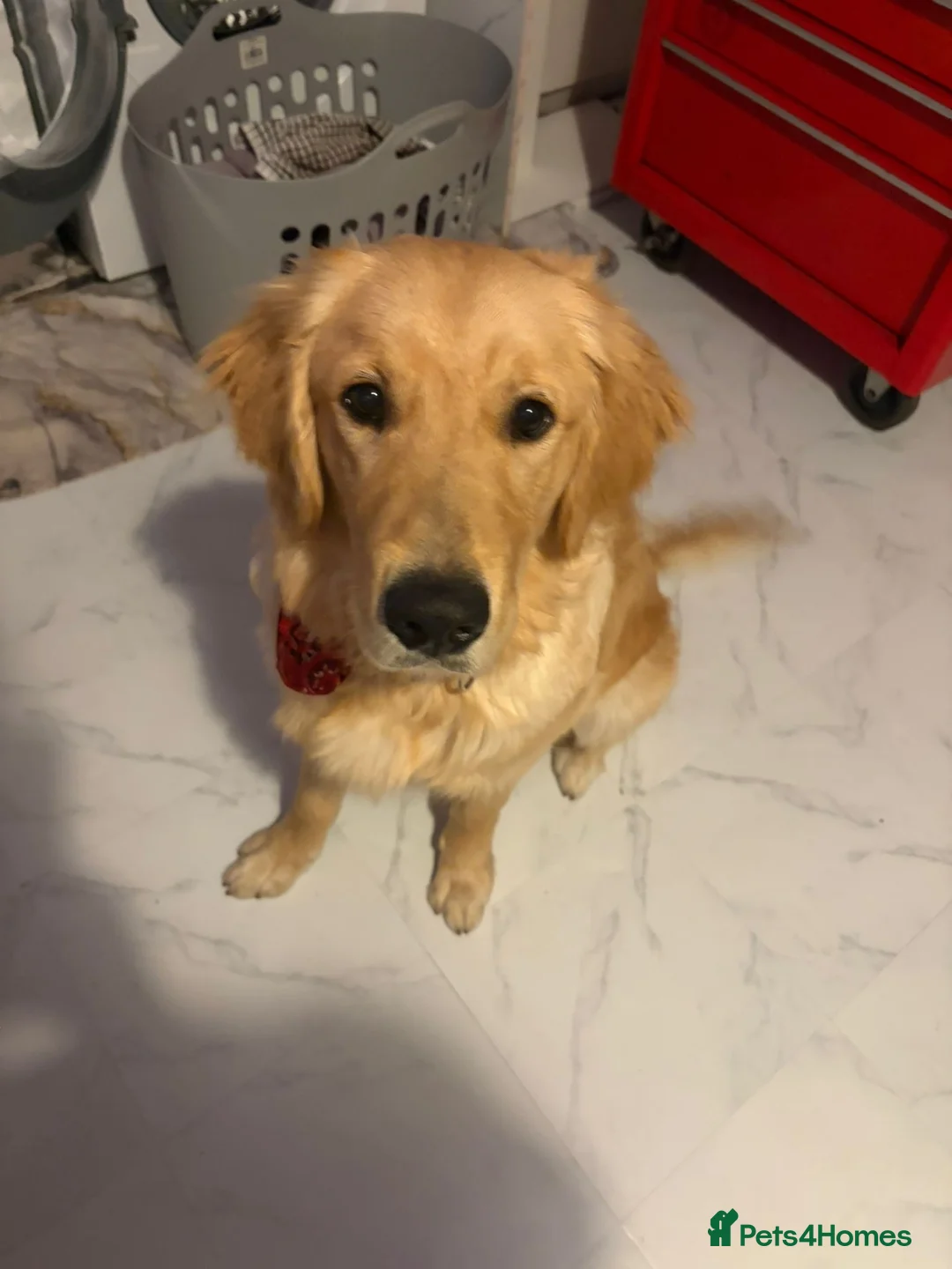 Golden Retriever dogs for sale: 🐾 Gorgeous Golden Retriever for a Loving Home 🐾 in Orpington - Advert 2