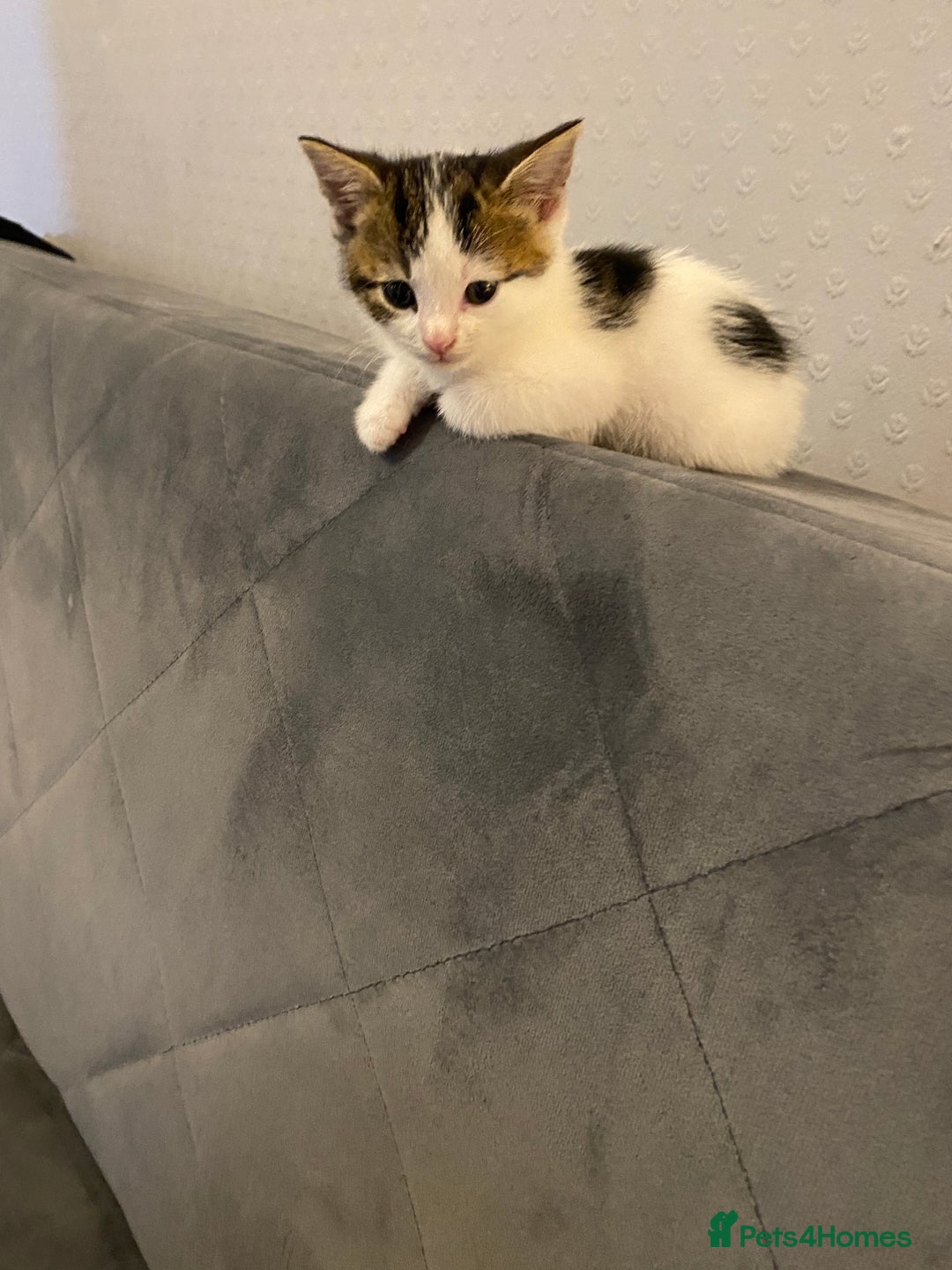 Mixed Breed cats for sale: 4mouths female kitten  - Image 3