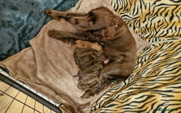 Cocker Spaniel dogs for sale: KC working cocker spaniels pups - Image 7
