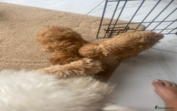 Toy Poodle dogs for sale: Male toy poodles - Image 9