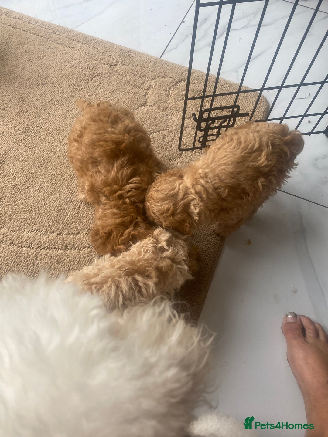 Toy Poodle dogs for sale: Male toy poodles - Image 9