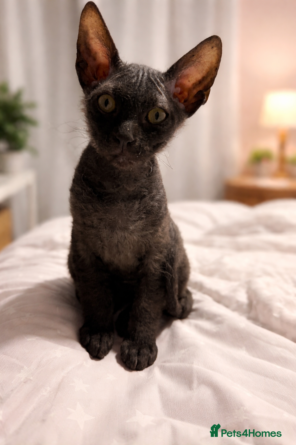 Sphynx cats 1 beautiful Sphynx boy left 🐾🖤 - Advert 5