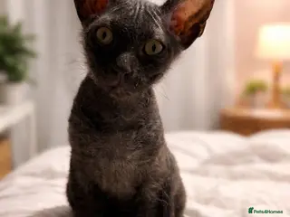 Sphynx cats 1 beautiful Sphynx boy left 🐾🖤 - Advert 5