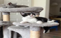 Mixed Breed cats for sale: British shorthair 5 mix kittens  - Image 17