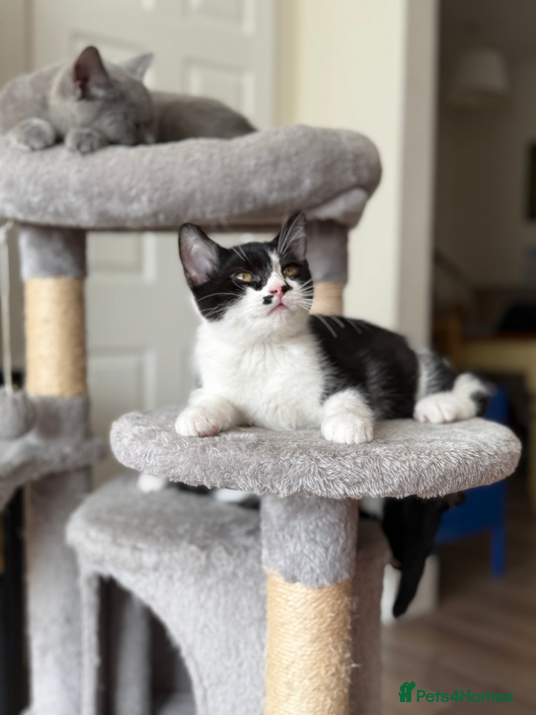 Mixed Breed cats for sale: British shorthair 5 mix kittens  - Image 17