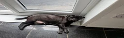 Pug dogs for sale: Stunning litter of boy pugs - Advert 2