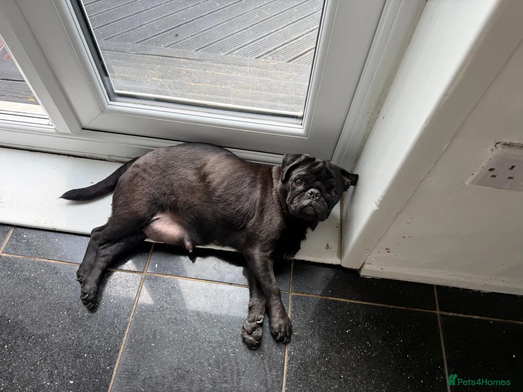 Pug dogs for sale: Stunning litter of boy pugs - Advert 2