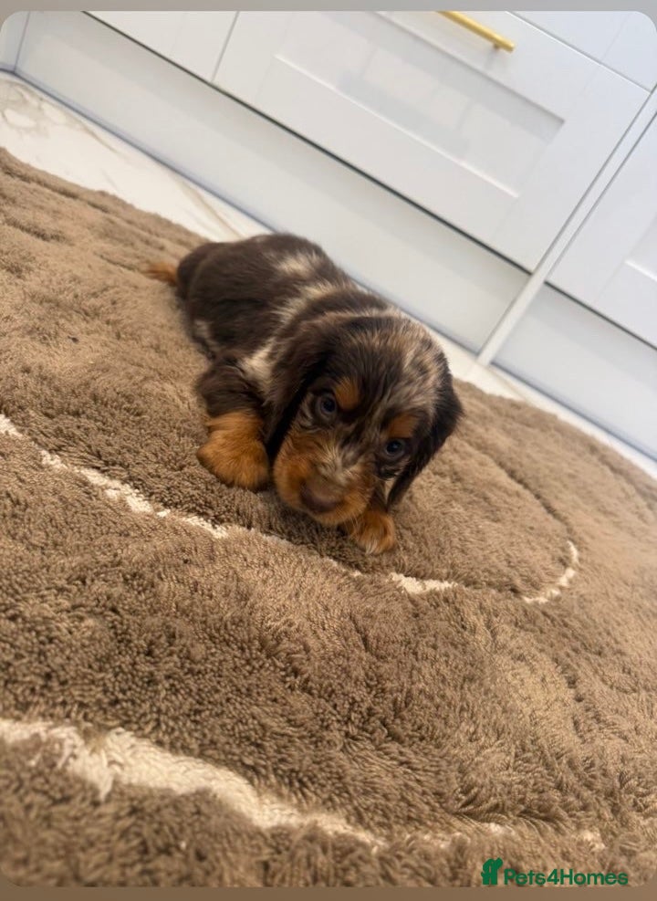 Cocker Spaniel dogs for sale: Cocker spaniel show type puppies  - Advert 11