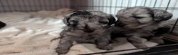 Cockapoo dogs for sale: Cockapoo pups f2b ready to leave 7th October  in Manchester - Advert 11