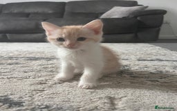 Mixed Breed cats for sale: 6 beautiful Mixed breed kittens  - Image 3