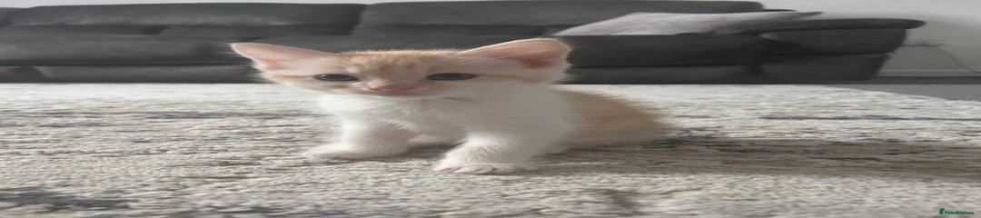 Mixed Breed Kitten 1