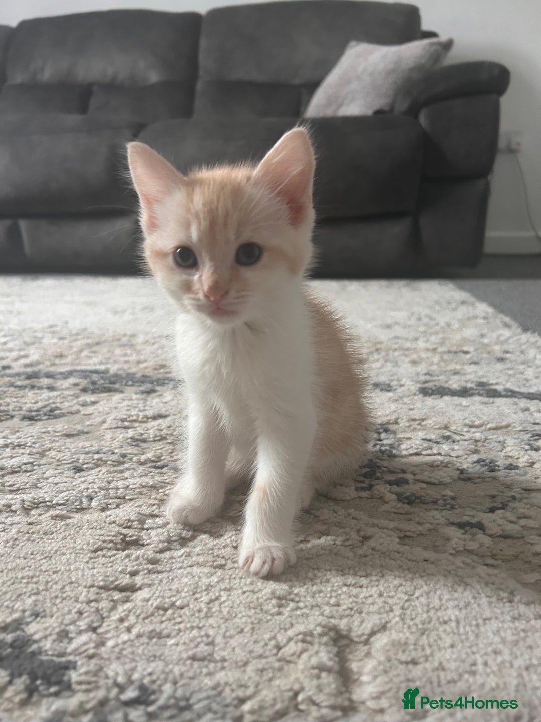 Mixed Breed cats for sale: 6 beautiful Mixed breed kittens  - Image 3