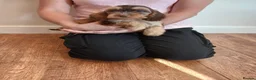 Cockapoo dogs for sale: Cockapoo puppies  - Advert 18