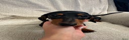 Miniature Dachshund dogs for sale: Miniature dachshunds  - Advert 5