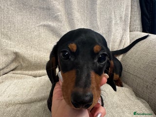 Miniature Dachshund dogs Miniature dachshunds - Advert 15