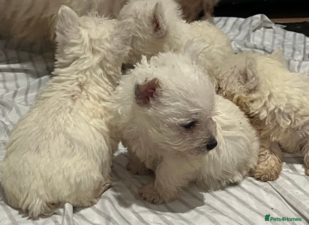 West Highland Terrier dogs for sale: Westhighland terrier puppies  - Advert 5