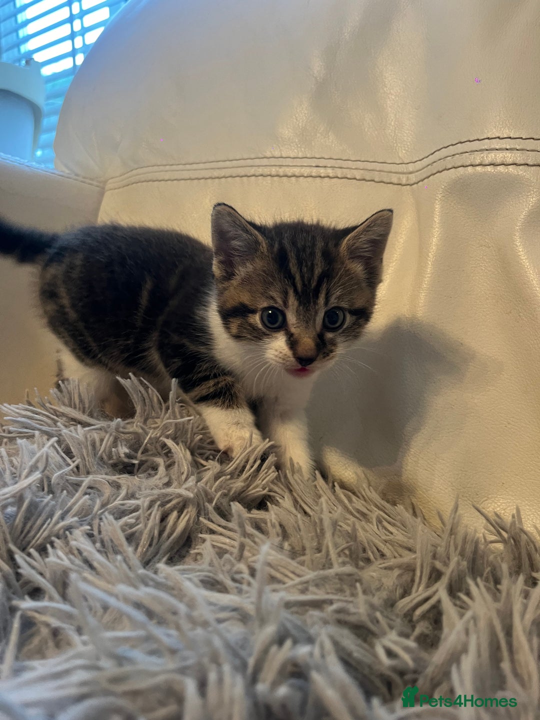 Mixed Breed cats for sale: 3 Beutiful babies  - Advert 16