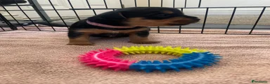 Mixed Breed 3